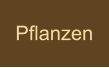 Pflanzen