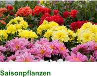 Saisonpflanzen