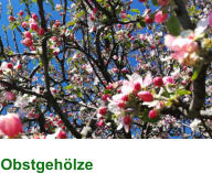 Obstgehölze